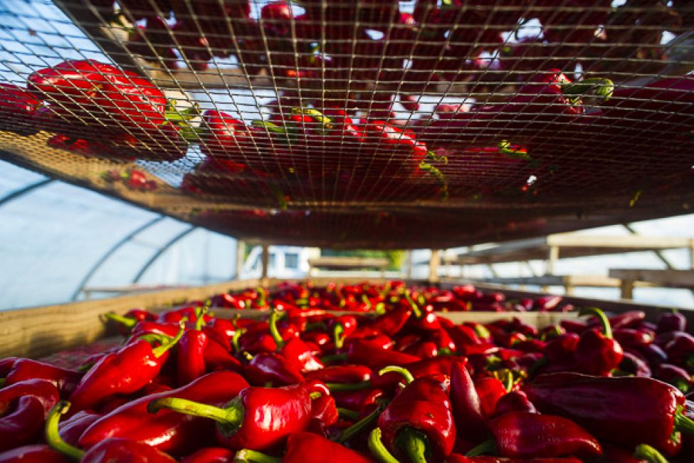 Piment d'Espelette - L'Or du Pays Basque